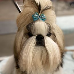 Poodle and Shih Tzu Puppies from Heritage Toy Poodles & Hallmark Jolei Shih Tzus