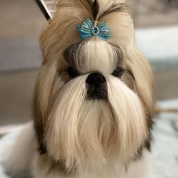 Poodle and Shih Tzu Puppies from Heritage Toy Poodles & Hallmark Jolei Shih Tzus