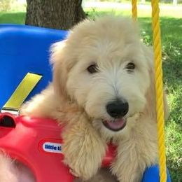 Goldendoodle Puppies from Connie’s Goldendoodles