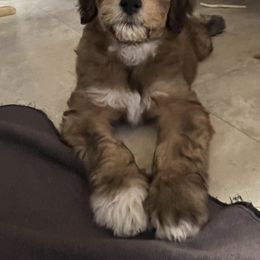 Whoodle puppies from RockyRiverWhoodles