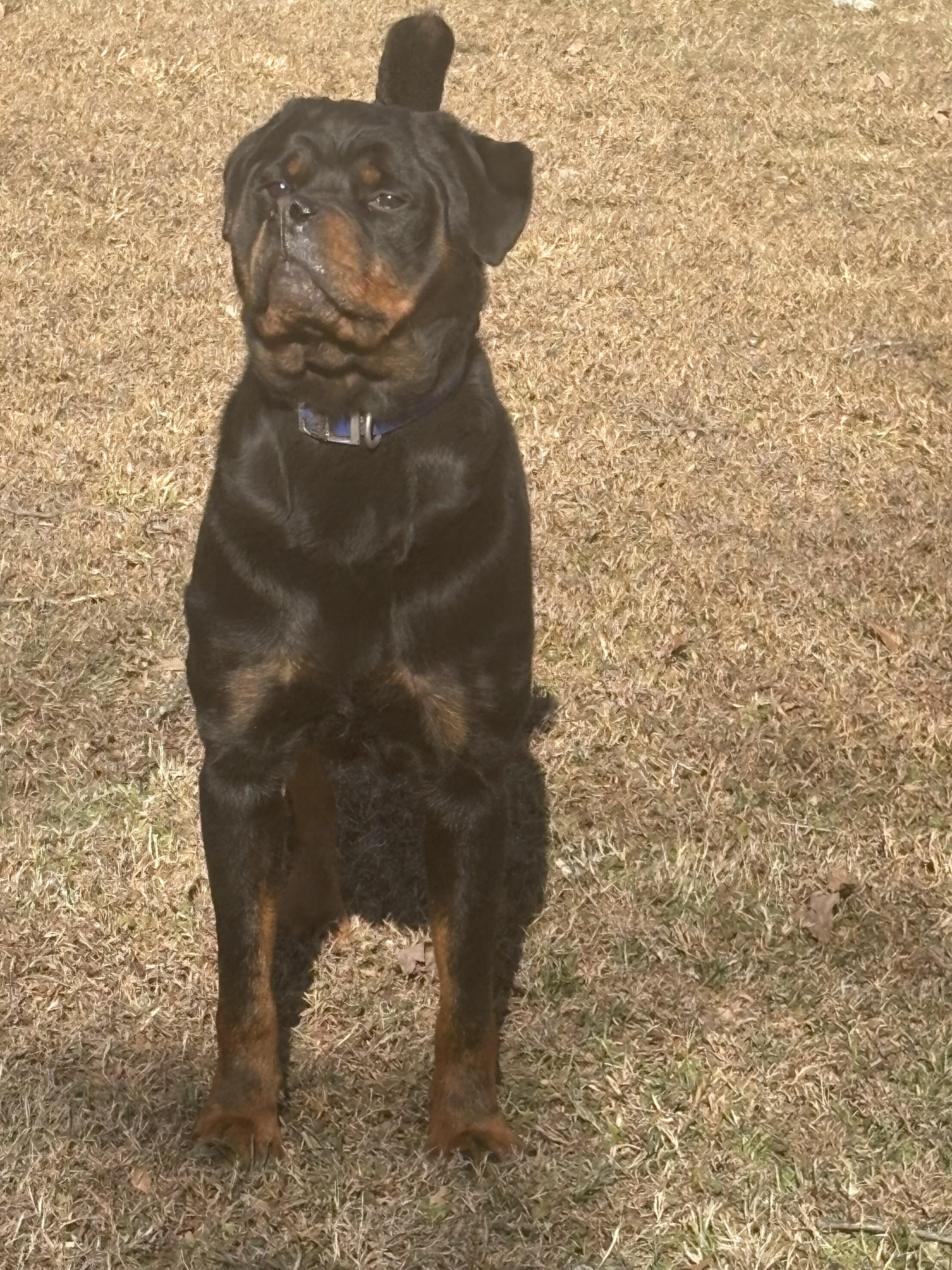 Guinea Rottweilers HYIQ in Georgia | Rottweiler puppies | Good Dog