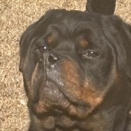 Rottweilers from HYIQ