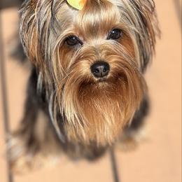 Go-Go - Blue and gold female Yorkshire Terrier puppy in New Smyrna Beach, Florida from FronkLinn Kennel