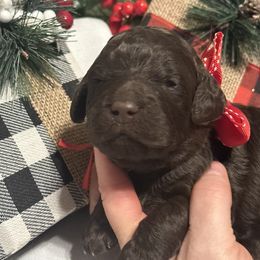 Rita - Chocolate female Goldendoodle puppy in Prosperity, Pennsylvania from Stelladoodles & Company