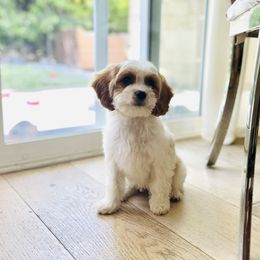 Cavapoo, Cockapoo, Goldendoodle, and Poodle Puppies from Lipscomb Doodles