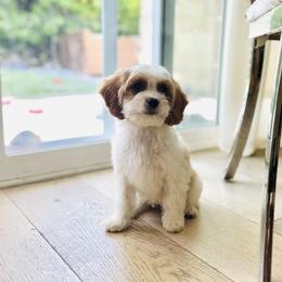 Cavapoo, Cockapoo, Goldendoodle, and Poodle Puppies from Lipscomb Doodles