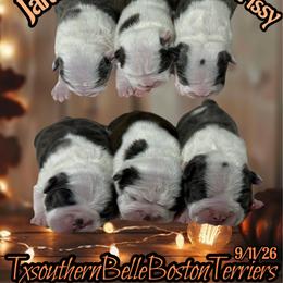 Chrissie - Blue female Boston Terrier puppy in Brazos Point, Texas from TX Southern Belle Boston Terriers