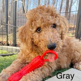 Gray Boy - Apricot Poodle puppy in Keedysville, Maryland from Sunshine Red Standard Poodles