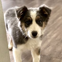 Lucca (red) - Tri-color male Border Collie puppy in Lodi, California from R3 Sport Dogs (Rafter 3 Ranch)