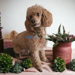 Harry - Poodle