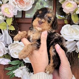 Edward - Merle male Cavapoo puppy in Dothan, Alabama from Farquharson's Poodles&Doodles