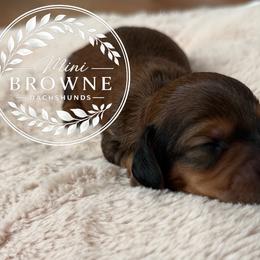 Flint - Red male Dachshund puppy in Edmond, Oklahoma from Mini Browne Dachshunds