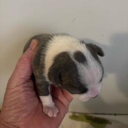 Puppy 2 - Blue male Boston Terrier puppy in Howell, New Jersey from Bill's Baby Bostons