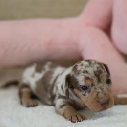 Bella - Dapple female Dachshund puppy in Jurupa Valley, California from Divine Doxies