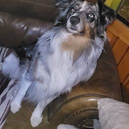 Axel - Australian Shepherd