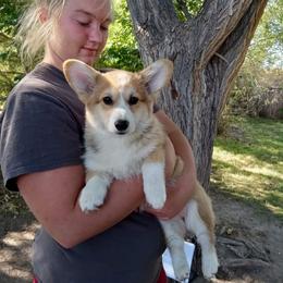 Pembroke Welsh Corgi Puppies from Merrygold Corgis