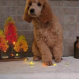 Red - Red  female Poodle puppy in Diamond, Missouri from Evening Stars Poodles