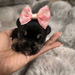 Puppy 5 - Black and silver female Miniature Schnauzer puppy in Yucaipa, California from Mt. View's Pretty Little Schnauzers