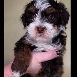 Lantern - Tri-color male Bernedoodle puppy in Decatur, Tennessee from Diamond's Doodles