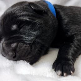 German Shepherd Puppies from Prolific Northwest K9s