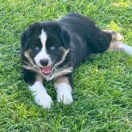 Feather - Black tri-color female Australian Shepherd puppy in California from Eagle River Aussies