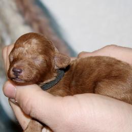 Flower - Red  female Poodle puppy in Bridgeport, Texas from KM AKC Toy poodles