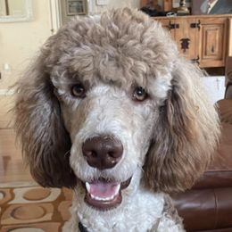 Poodles from Burt Family Poodles