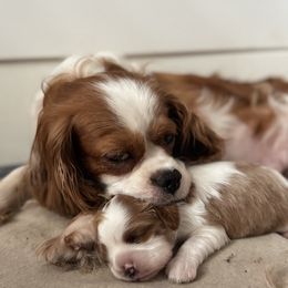 Cavalier King Charles Spaniel Puppies from Sunshine State Cavaliers