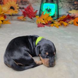 Spooky - Black and tan female Dachshund puppy in Rio Grande City, Texas from Hounds All Night