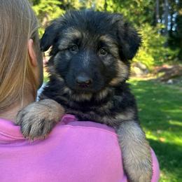 Yellow Sun Joy - Black and tan female German Shepherd puppy in Bonney Lake, Washington from German Shepherds Von Washington