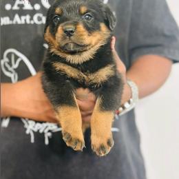 Female 6 - Black and mahogany female Rottweiler puppy in Humble, Texas from Inexorable Haus Early Rotts