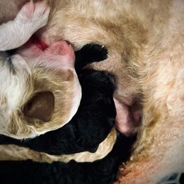 Poodle Puppies from Reuter Clan Poodles