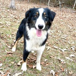 Sage - Australian Shepherd