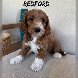 Redford - Red  male Goldendoodle puppy in Glendale, Arizona from Follow Your Bliss Doodles
