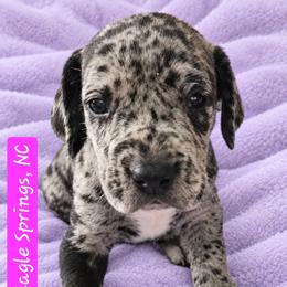 Adeline - Merle female Great Dane puppy in Biscoe, North Carolina from Clouser's Bodacious Danes & Miniature Schnauzers