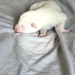 Vhagar - White Siberian Husky puppy in London, Kentucky from Williams Siberians