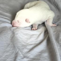 Vhagar - White Siberian Husky puppy in London, Kentucky from Williams Siberians