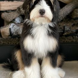 "Dani- A Silver Creek Mom" Australian Labradoodle, Bernedoodle, and Goldendoodle All Grown Up from Silver Creek Doodles