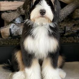 "Dani- A Silver Creek Mom" Australian Labradoodle, Bernedoodle, and Goldendoodle All Grown Up from Silver Creek Doodles