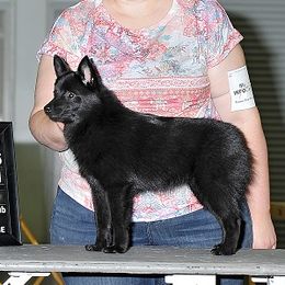 Lucy - Schipperke