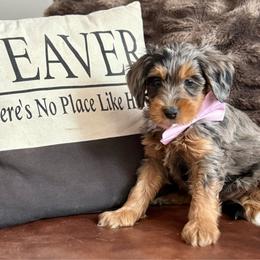 Pink girl - Merle female Bernedoodle puppy in Altura, Minnesota from Whitewater Bernedoodles & Bluffside Berners