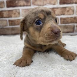 Colette - Dapple female Dachshund puppy in Industry, Illinois from KDKs Kennels