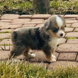 Maverick - Blue merle male Miniature Australian Shepherd puppy in Molalla, Oregon from Yaw's Mini Aussies