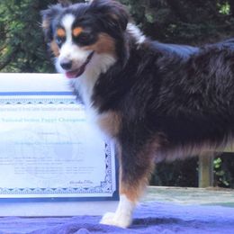 Gigi - Toy Australian Shepherd
