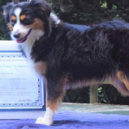Gigi - Toy Australian Shepherd