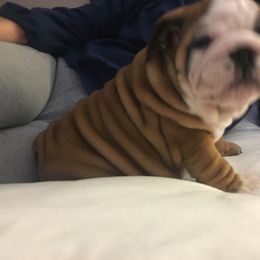 Aussiedoodle Puppies from Hearth&Hound Doodles