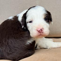 Sundance - Red tri-color female Aussiedoodle puppy in Colorado Springs, Colorado from Pesky Redneck Mini Ranch