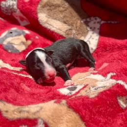 Venture - Tri-color male Border Collie puppy in Midland, Texas from High Velocity Stockdogs
