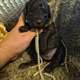 Honey - Brown female Poodle puppy in Arkansas from Harper's Pups