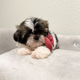 Boy (Red Bow) - Black gold and white male Shih Tzu puppy in National City, California from NCStellarPuppies